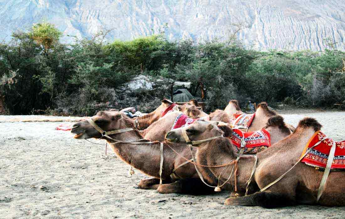 Leh Ladakh Nubra and Pangong Tour Package in SUV